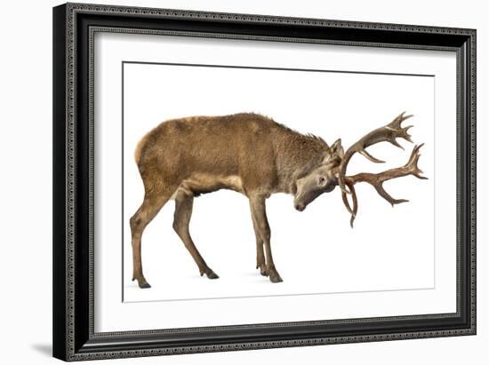 Red Deer Stag in Front of a White Background-Life on White-Framed Photographic Print