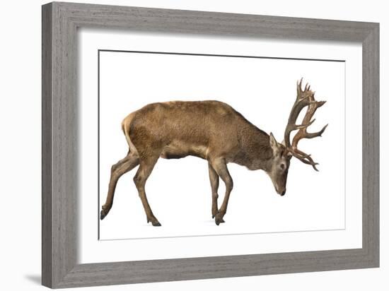 Red Deer Stag in Front of a White Background-Life on White-Framed Photographic Print