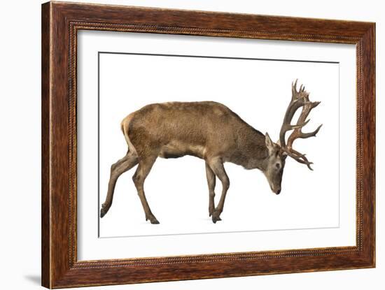 Red Deer Stag in Front of a White Background-Life on White-Framed Photographic Print