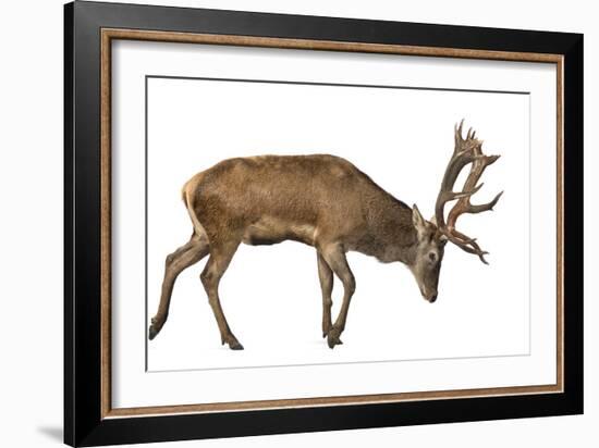 Red Deer Stag in Front of a White Background-Life on White-Framed Photographic Print