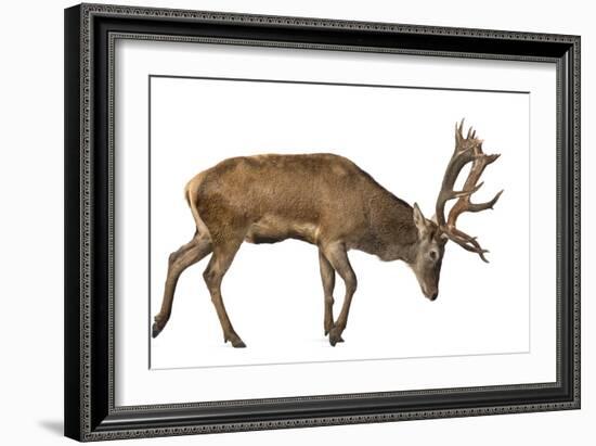 Red Deer Stag in Front of a White Background-Life on White-Framed Photographic Print