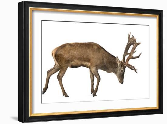 Red Deer Stag in Front of a White Background-Life on White-Framed Photographic Print