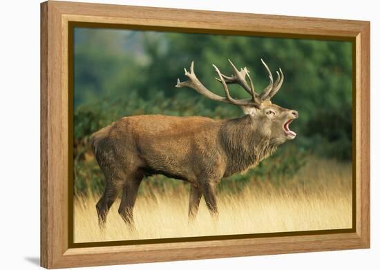 Red Deer Stag in Rut Bellows-null-Framed Premier Image Canvas