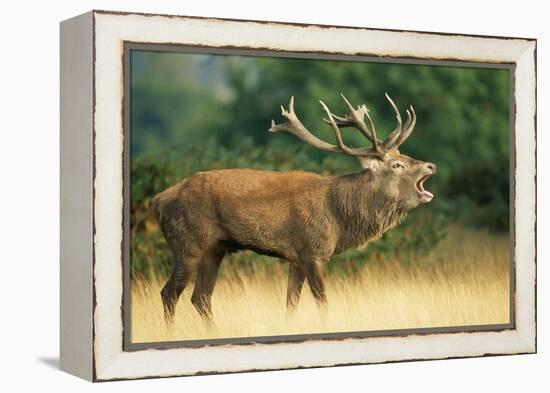 Red Deer Stag in Rut Bellows-null-Framed Premier Image Canvas