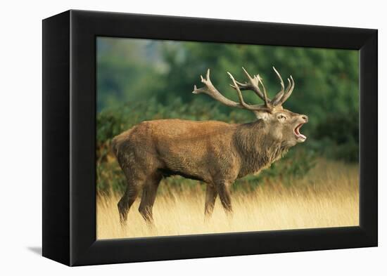 Red Deer Stag in Rut Bellows-null-Framed Premier Image Canvas