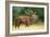 Red Deer Stag in Rut Bellows-null-Framed Photographic Print