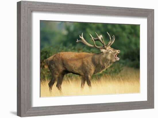 Red Deer Stag in Rut Bellows-null-Framed Photographic Print