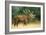 Red Deer Stag in Rut Bellows-null-Framed Photographic Print