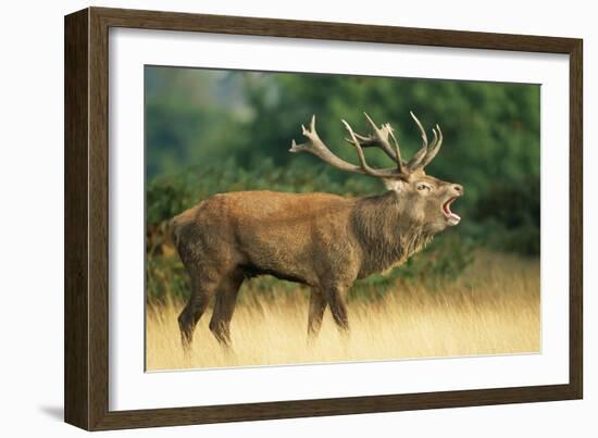 Red Deer Stag in Rut Bellows-null-Framed Photographic Print