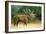 Red Deer Stag in Rut Bellows-null-Framed Photographic Print