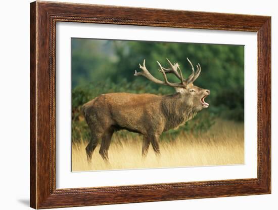 Red Deer Stag in Rut Bellows-null-Framed Photographic Print