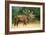 Red Deer Stag in Rut Bellows-null-Framed Photographic Print