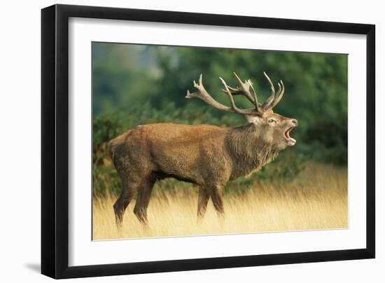 Red Deer Stag in Rut Bellows-null-Framed Photographic Print