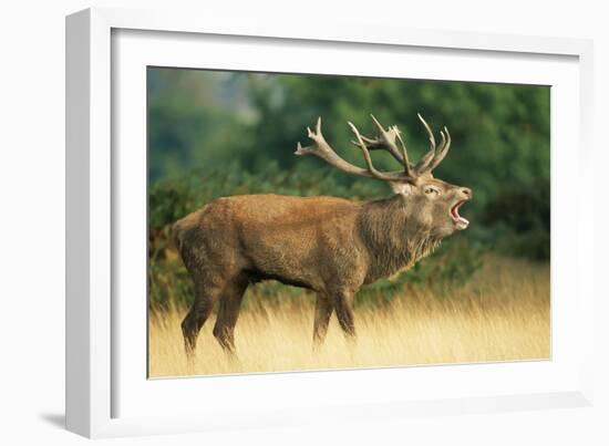 Red Deer Stag in Rut Bellows-null-Framed Photographic Print