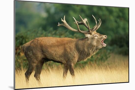 Red Deer Stag in Rut Bellows-null-Mounted Photographic Print
