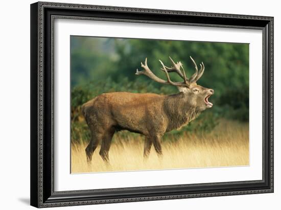 Red Deer Stag in Rut Bellows-null-Framed Photographic Print