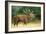 Red Deer Stag in Rut Bellows-null-Framed Photographic Print