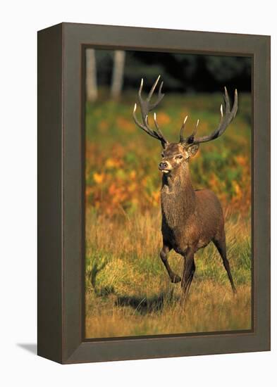 Red Deer Stag in Rut-null-Framed Premier Image Canvas