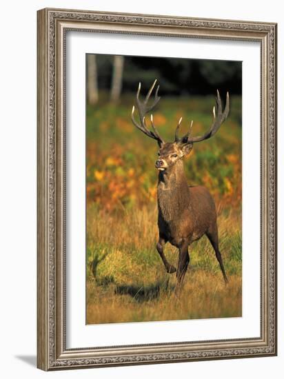 Red Deer Stag in Rut-null-Framed Photographic Print