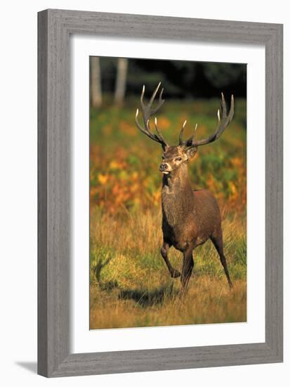 Red Deer Stag in Rut-null-Framed Photographic Print