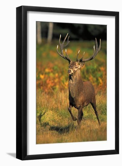 Red Deer Stag in Rut-null-Framed Photographic Print