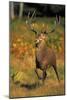 Red Deer Stag in Rut-null-Mounted Photographic Print