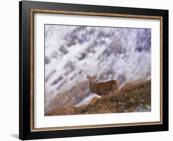 Red Deer Stag in the Highlands in February, Highland Region, Scotland, UK, Europe-David Tipling-Framed Photographic Print