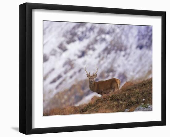 Red Deer Stag in the Highlands in February, Highland Region, Scotland, UK, Europe-David Tipling-Framed Photographic Print