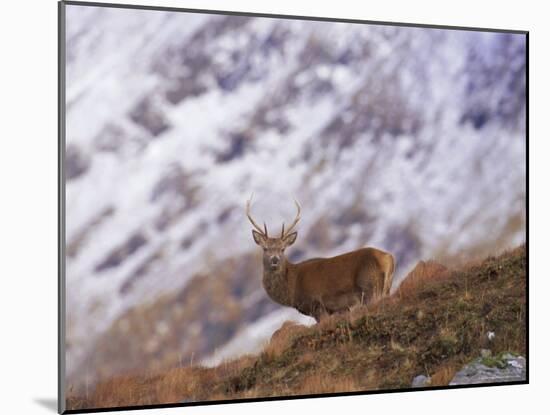 Red Deer Stag in the Highlands in February, Highland Region, Scotland, UK, Europe-David Tipling-Mounted Photographic Print