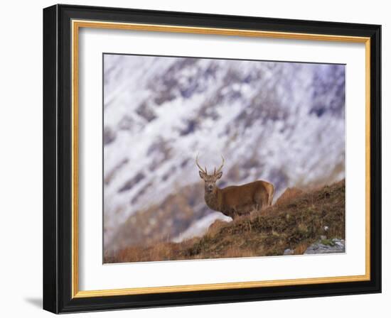 Red Deer Stag in the Highlands in February, Highland Region, Scotland, UK, Europe-David Tipling-Framed Photographic Print