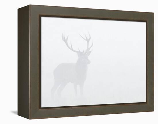 Red Deer Stag in Thick Fog, Dyrehaven, Denmark-Edwin Giesbers-Framed Premier Image Canvas