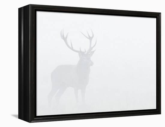 Red Deer Stag in Thick Fog, Dyrehaven, Denmark-Edwin Giesbers-Framed Premier Image Canvas