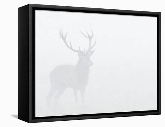 Red Deer Stag in Thick Fog, Dyrehaven, Denmark-Edwin Giesbers-Framed Premier Image Canvas