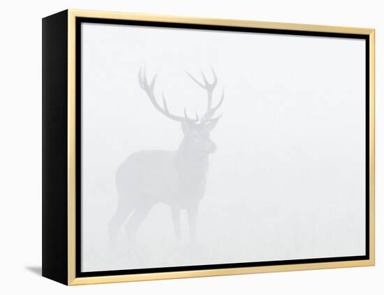 Red Deer Stag in Thick Fog, Dyrehaven, Denmark-Edwin Giesbers-Framed Premier Image Canvas