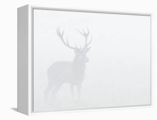 Red Deer Stag in Thick Fog, Dyrehaven, Denmark-Edwin Giesbers-Framed Premier Image Canvas