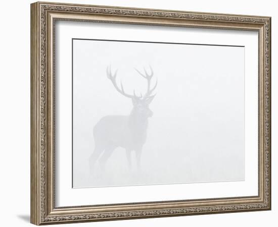 Red Deer Stag in Thick Fog, Dyrehaven, Denmark-Edwin Giesbers-Framed Photographic Print