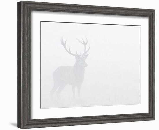 Red Deer Stag in Thick Fog, Dyrehaven, Denmark-Edwin Giesbers-Framed Photographic Print