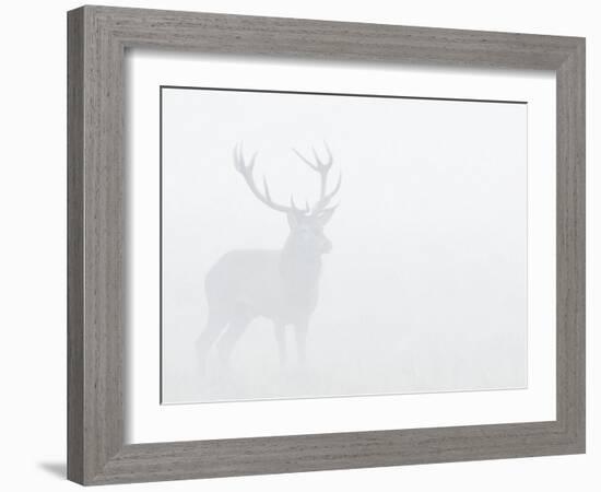 Red Deer Stag in Thick Fog, Dyrehaven, Denmark-Edwin Giesbers-Framed Photographic Print