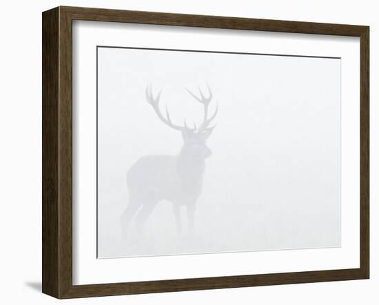 Red Deer Stag in Thick Fog, Dyrehaven, Denmark-Edwin Giesbers-Framed Photographic Print