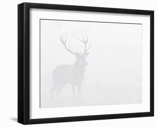 Red Deer Stag in Thick Fog, Dyrehaven, Denmark-Edwin Giesbers-Framed Photographic Print