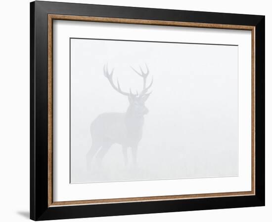 Red Deer Stag in Thick Fog, Dyrehaven, Denmark-Edwin Giesbers-Framed Photographic Print