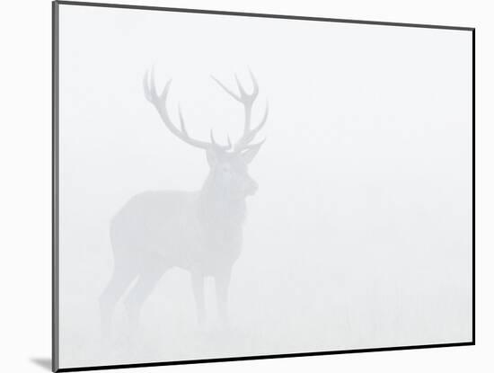 Red Deer Stag in Thick Fog, Dyrehaven, Denmark-Edwin Giesbers-Mounted Photographic Print