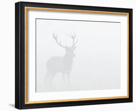 Red Deer Stag in Thick Fog, Dyrehaven, Denmark-Edwin Giesbers-Framed Photographic Print