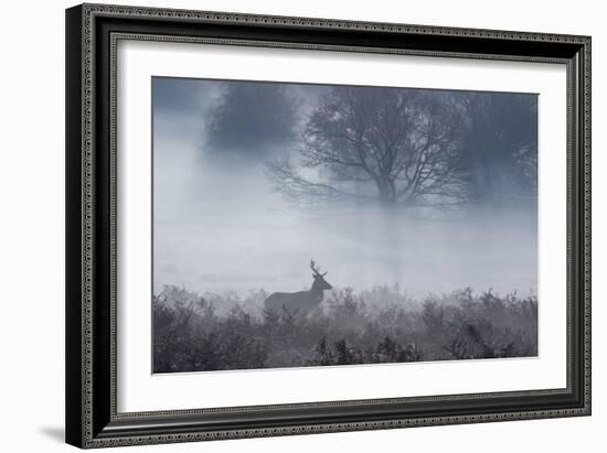 Red Deer Stag Makes His Way Through a Misty Landscape in Richmond Park-Alex Saberi-Framed Photographic Print