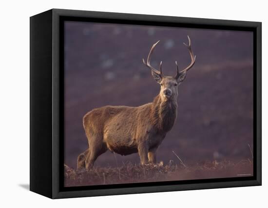 Red Deer Stag on Hillside, Inverness-Shire, Scotland-Niall Benvie-Framed Premier Image Canvas