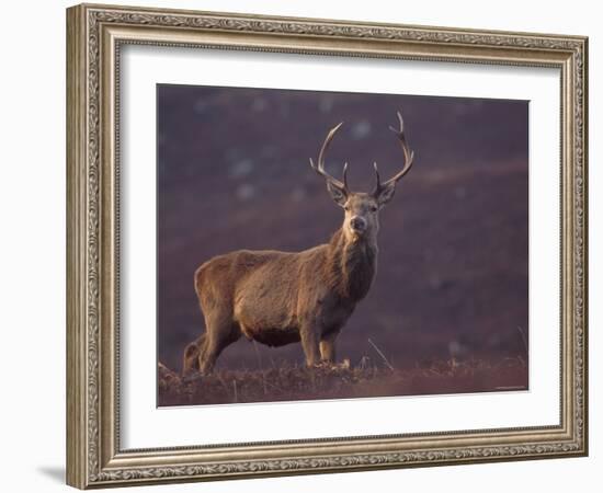 Red Deer Stag on Hillside, Inverness-Shire, Scotland-Niall Benvie-Framed Photographic Print
