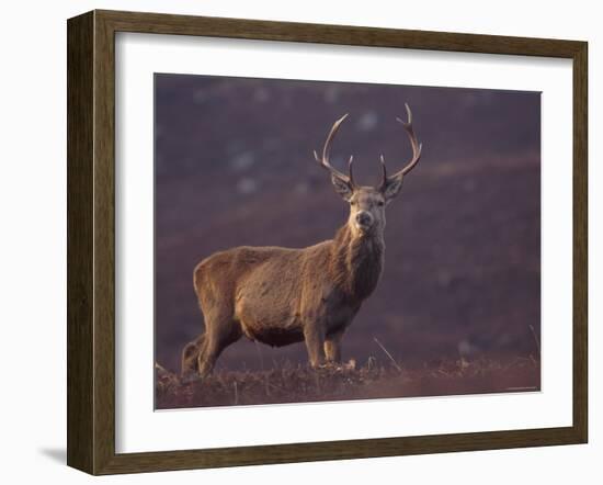 Red Deer Stag on Hillside, Inverness-Shire, Scotland-Niall Benvie-Framed Photographic Print