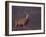 Red Deer Stag on Hillside, Inverness-Shire, Scotland-Niall Benvie-Framed Photographic Print