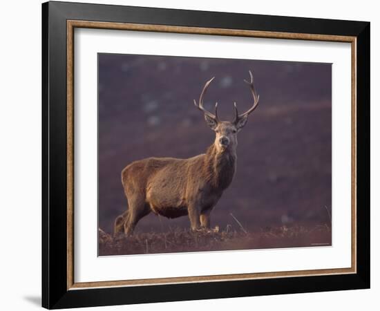 Red Deer Stag on Hillside, Inverness-Shire, Scotland-Niall Benvie-Framed Photographic Print