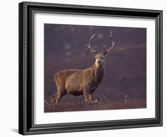 Red Deer Stag on Hillside, Inverness-Shire, Scotland-Niall Benvie-Framed Photographic Print